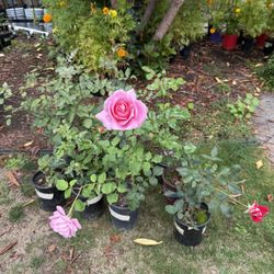 Rose Bushes Blooming Gorgeous Plants Semiannual  