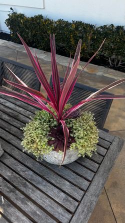 Centerpiece plant