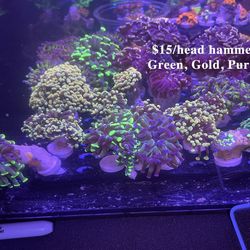 Corals In San Francisco 