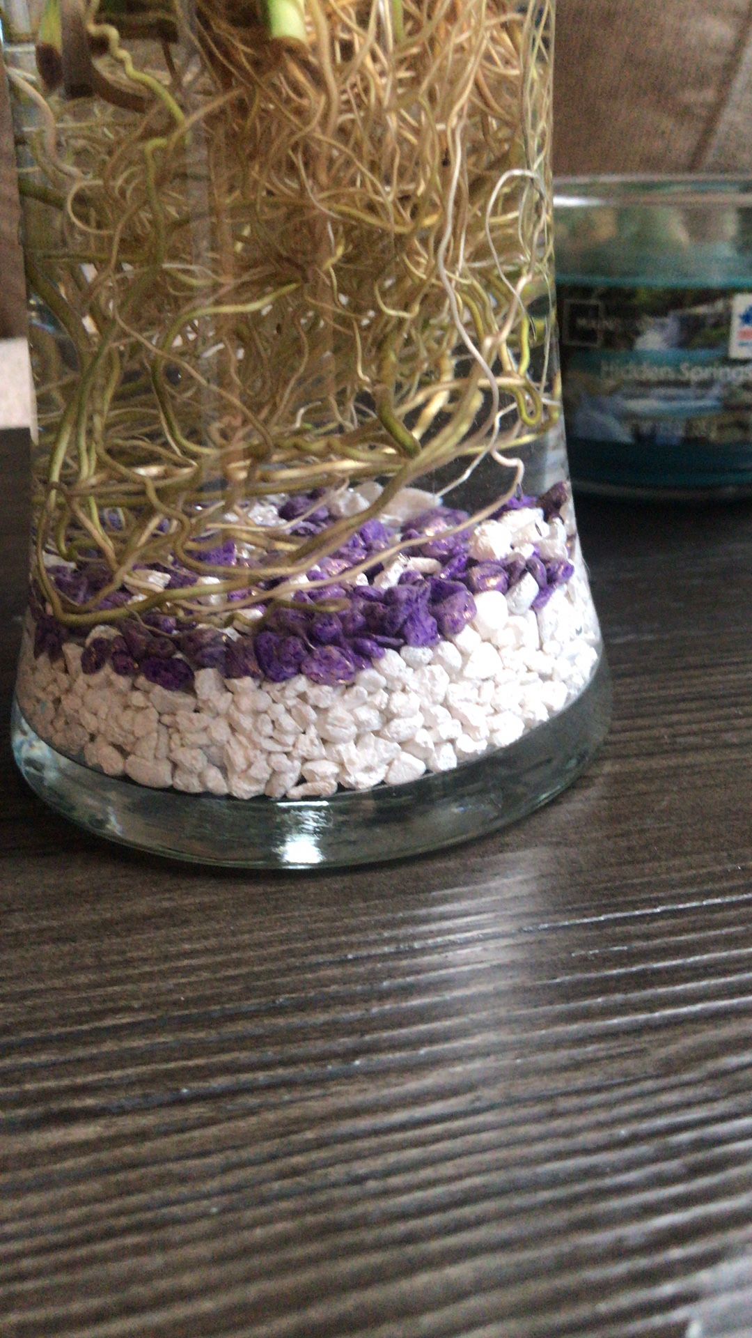 Plant with vase