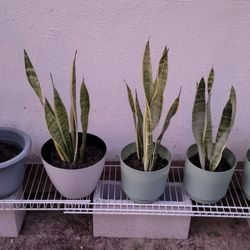 Snake Plant