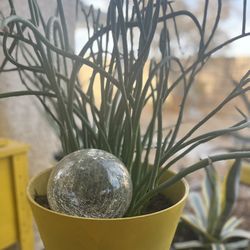  Tirucalli Succulent  - Pot Included