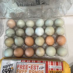 Fresh Eggs