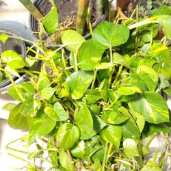 🌿 Golden Pothos Fresh Cuttings – 4 to 6 Inches – rooted/Unrooted– 
