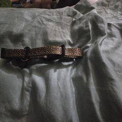 Dog Collar 