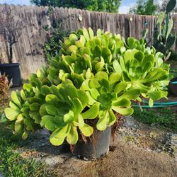 Suculent Plant 