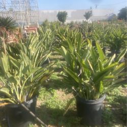 Birds of paradise Plants