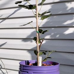 Fig Tree (Desert King)