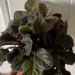 African Violet 5 In One Very Special  Shape One Very Mature 