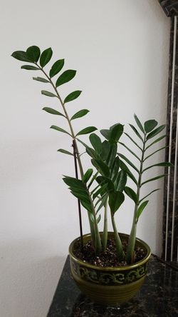 Zz plant