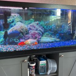 Fish Tank Full Set