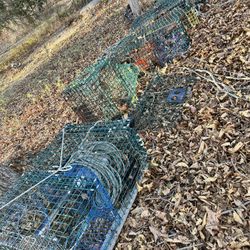 Lobster Traps 🦞🦞