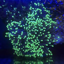 Highlighter torch fish Tank decoration 