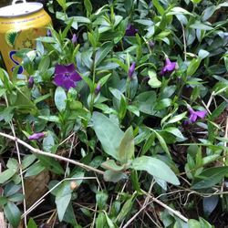 Garden Periwinkle Vinca Minor “Wine Purple” Ground Cover -Perennial Plant.   Great For Rockeries.  Large Clump. Over A Gallon Size Pot.   $5 Each