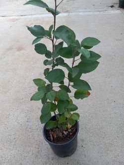 Manzano fruit tree 10.00 dlls