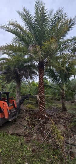 Phoenix Silver Hybrid Palm $100 Per Foot Of Trunk