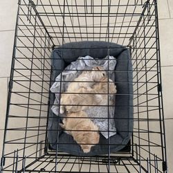 Dog Cage Black 