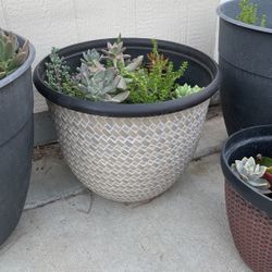 Large Arrangment Of Succulents In Pot 