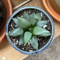 Healthy & Unique Haworthia Succulent 