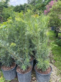 Maki Podocarpus 4-4.5'ft $19