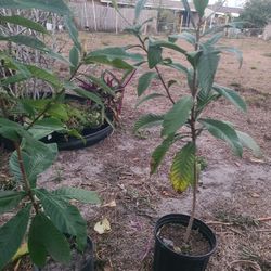 2 Loquet Tree  