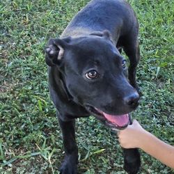 En AdopciĂłn  Perrita Lagradora