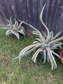 Agave Americana