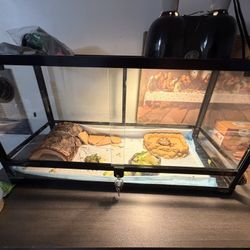 Selling Sulcata Tortoise Tank Includedu