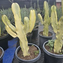 Euphorbia Ammak Cactus 