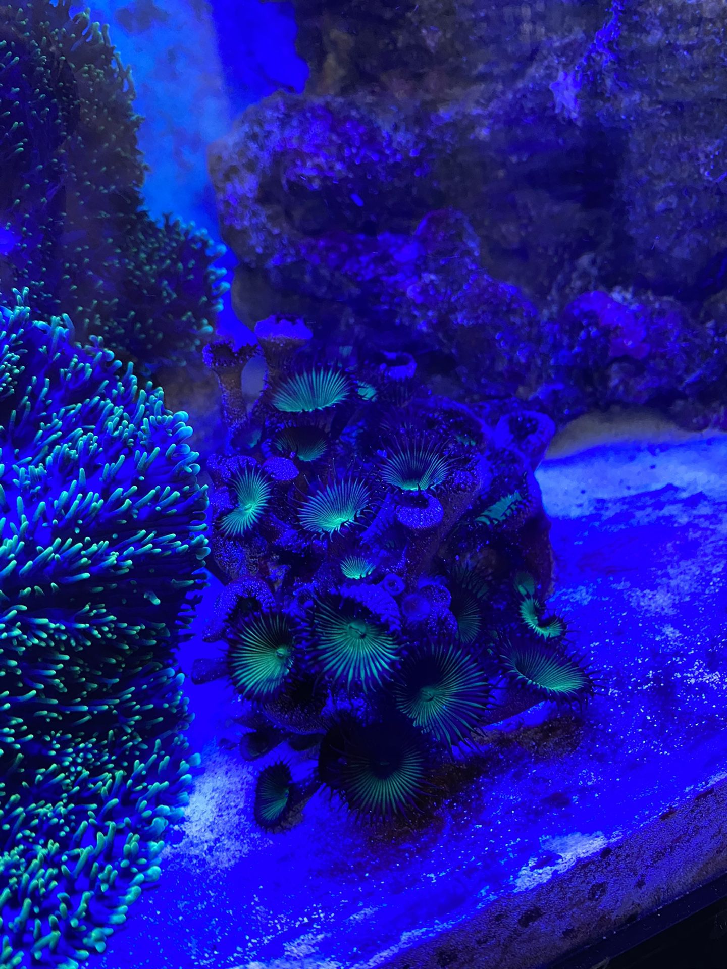 Saltwater coral