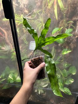 Kangaroo paw fern