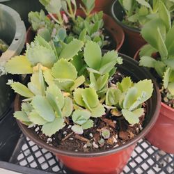 Kalanchoe  Aka Mother Of Millions 