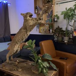 Bobcat Taxidermy-Live Action-Life Sized