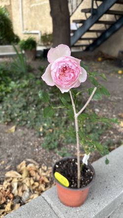 ➗ The Mill on the Floss​​,Masora, Olivia Rooted rose cutting