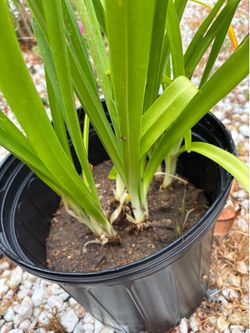 New flowers blooming Lily of the Nile (6 plants in 7 gallon pot).