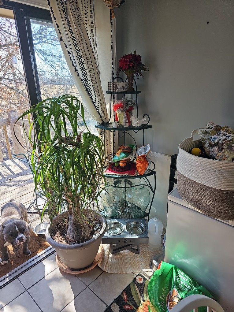 Green Plant Stand