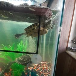 30 Gallon Fish Tank With The Stand Pump Filters Everything.  $300 OBO