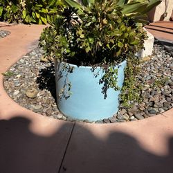 Terra-cotta Plant Tree Pot