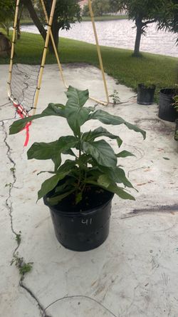 Fruit noni