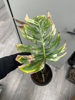 Monstera Albo Cutting