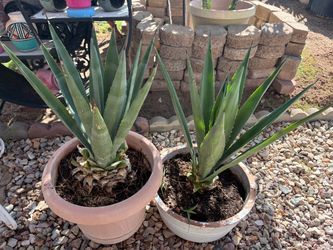 MAGUEY