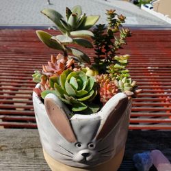 Easter Bunny Succulent Planter