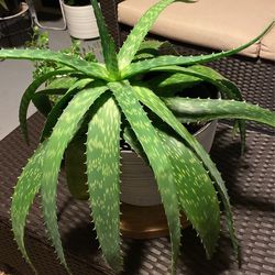 Aloe Plants