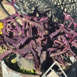 healthy purple SUCCULENT plant in 12’ pot