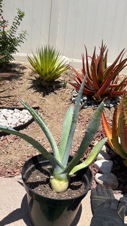 16” potted century plant