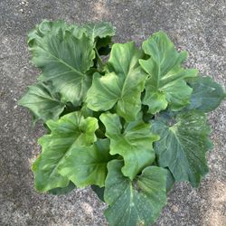 Philodendron Xanadu Plant 