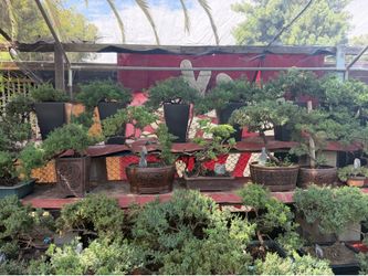 Bonsai/Various Sizes