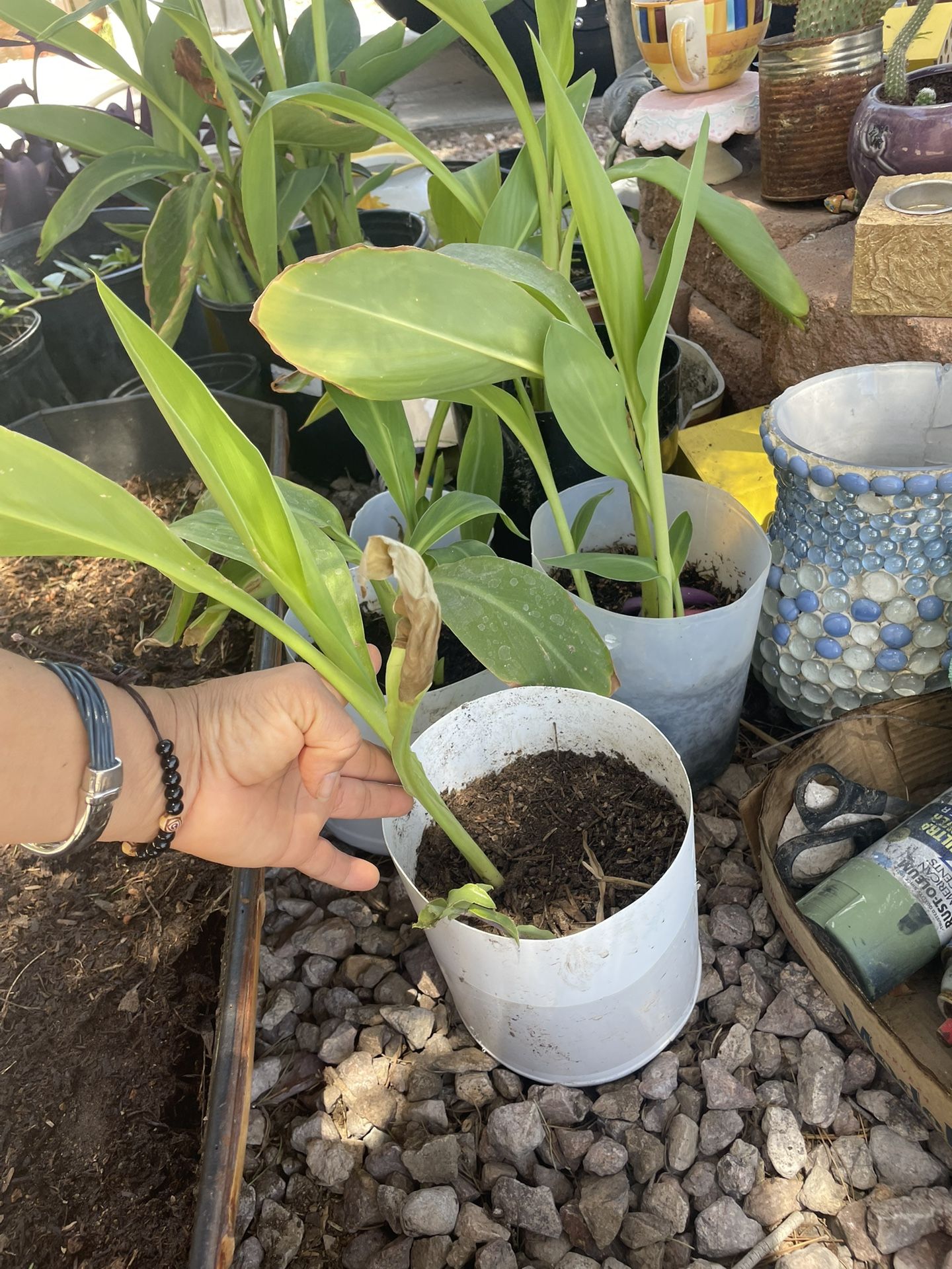 Canna Lilys Plants ((different Prices))