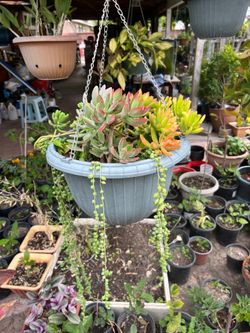 Beautiful Mix Succulents In The Hanging Pots