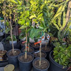 Varieties Of Citrus 